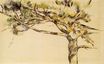 Large pine 1905