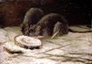 Two Rats 1884