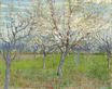 Orchard with Blossoming Apricot Trees 1888