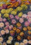Claude Monet - Bed of Chrysanthemums 1897