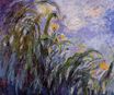 Claude Monet - Yellow Irises 1917