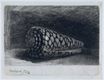 Rembrandt van Rijn - The Shell. Conus marmoreus 1650