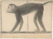 Monkey 1884