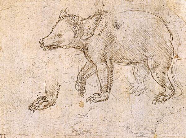 Leonardo da Vinci - Studies of a Bear Walking 1482-1485
