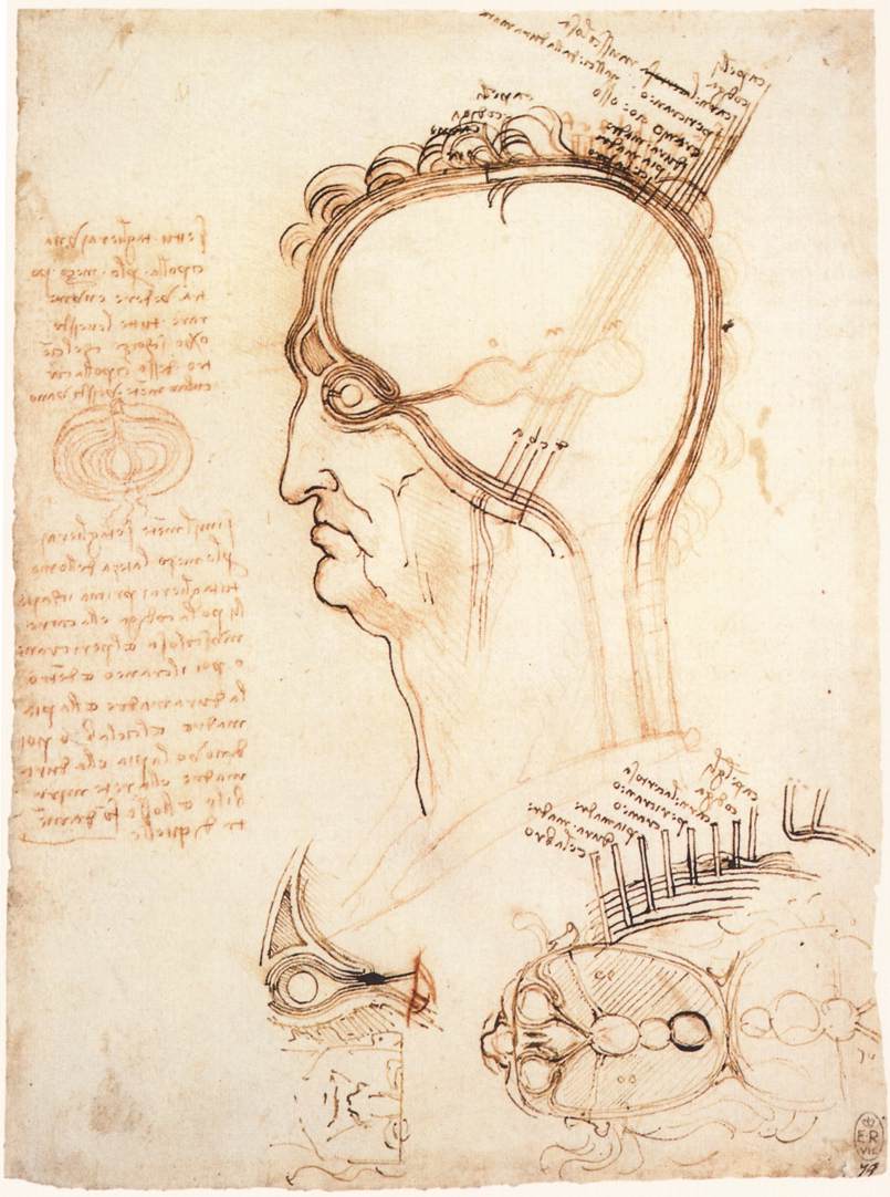 Leonardo da Vinci - Comparison of scalp skin and onion 1489