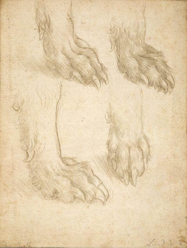 Leonardo da Vinci - Studies of a Dog's Paw 1490-1495
