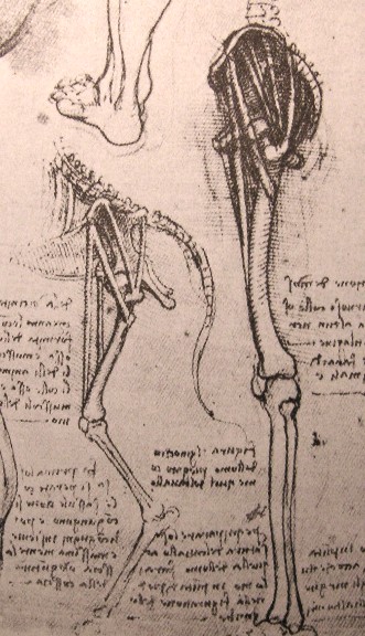 Leonardo da Vinci - Drawing of the comparative anatomy of the legs of a man and a dog 1500