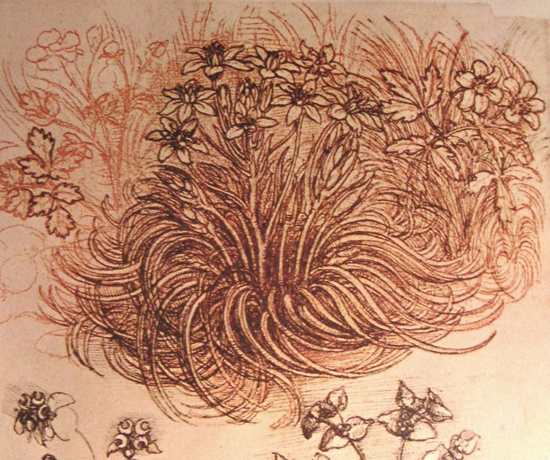 Leonardo da Vinci - Drawing of a botanical study 1500