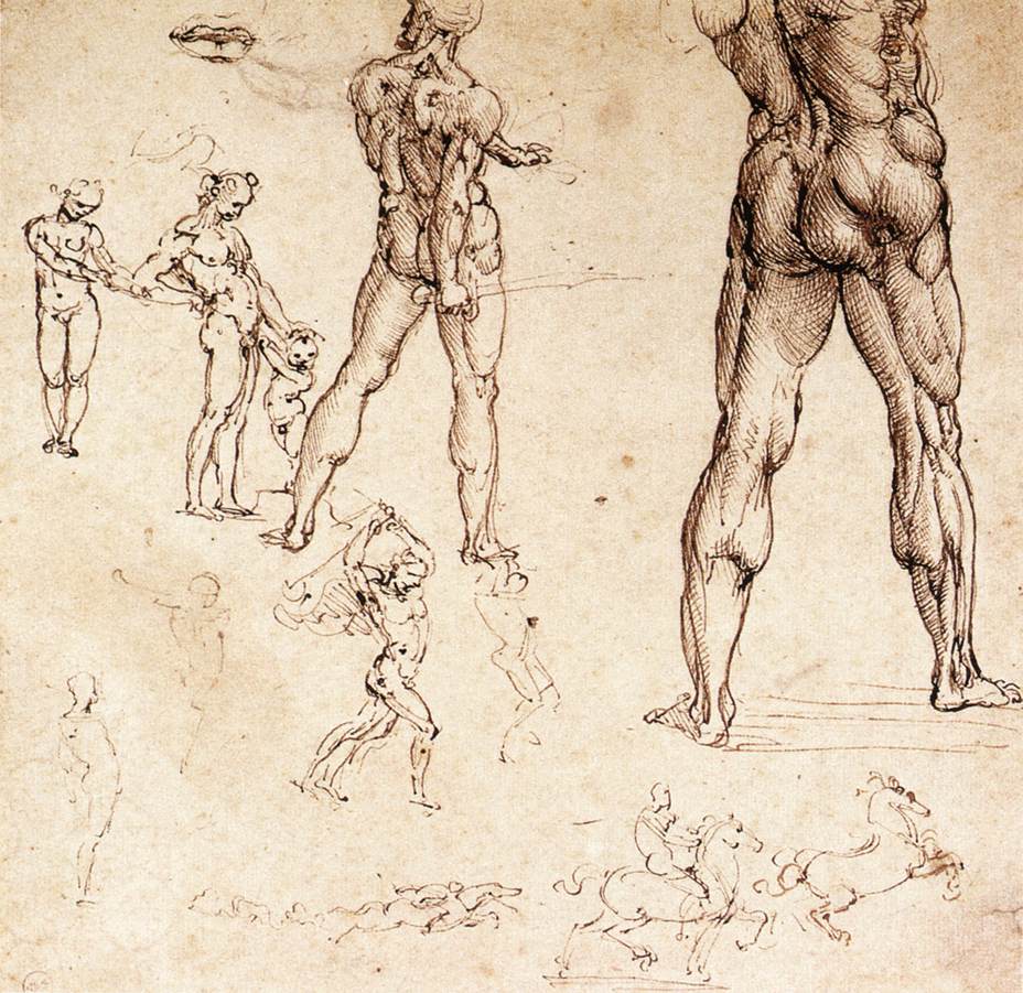 Leonardo da Vinci - Anatomical studies 1505