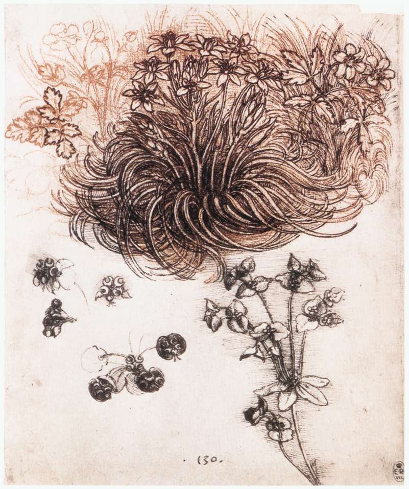Leonardo da Vinci - Stof Bethlehem and other plants 1506