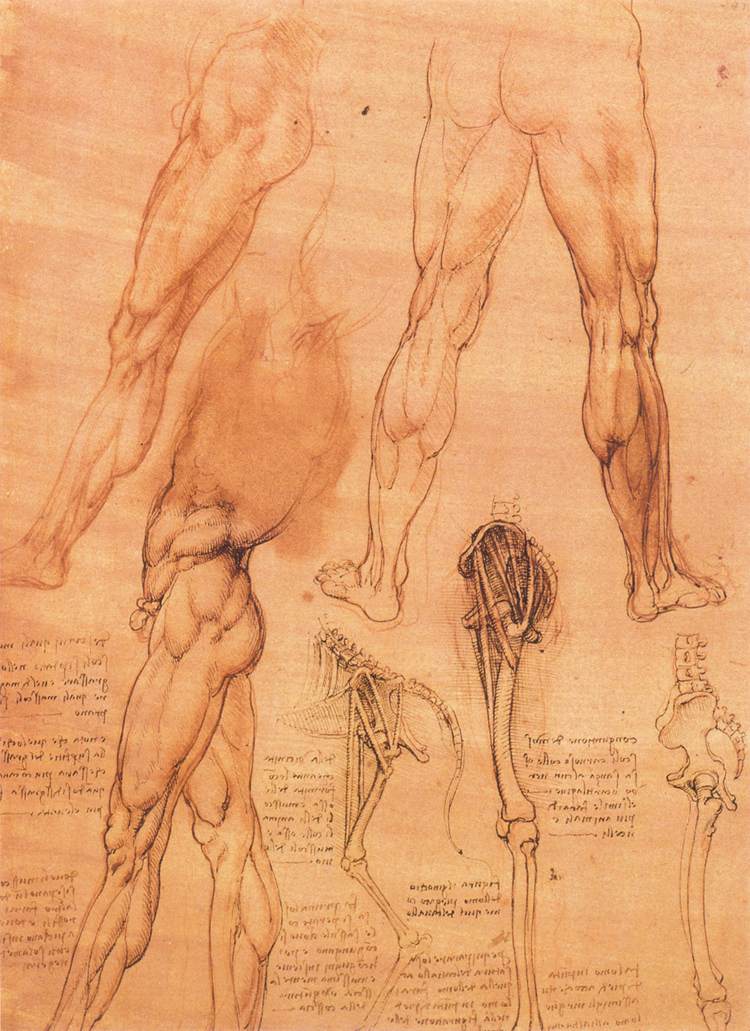 Leonardo da Vinci - Studies of legs of man and the leg of a horse 1506