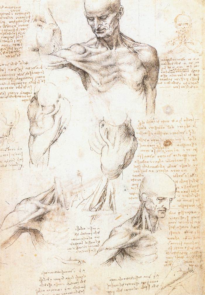 Leonardo da Vinci - Anatomical studies of a male shoulder 1509