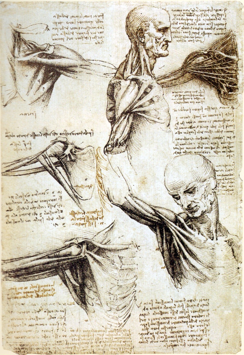 Leonardo da Vinci - Anatomical studies of the shoulde 1510-1511