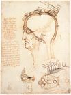 Leonardo da Vinci - Comparison of scalp skin and onion 1489