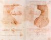 Leonardo da Vinci - Double manuscript page on the Sforza monument. Casting mold of the head and neck 1493