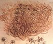 Leonardo da Vinci - Drawing of a botanical study 1500