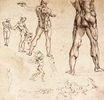 Leonardo da Vinci - Anatomical studies 1505