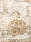 Leonardo da Vinci - Drawing of the uterus of a pregnant cow 1508