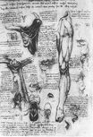 Leonardo da Vinci - Anatomical studies, larynx and leg 1510