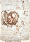 Leonardo da Vinci - Studies of the foetus in the womb 1513