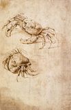 Leonardo da Vinci - Studies of crabs