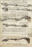 Leonardo da Vinci - Studies of the Arm showing the Movements made by the Biceps