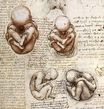 Leonardo da Vinci - Views of a Foetus in the Womb