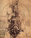 Leonardo da Vinci - Drawing of a Woman's Torso